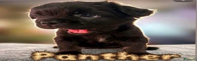 Panther 