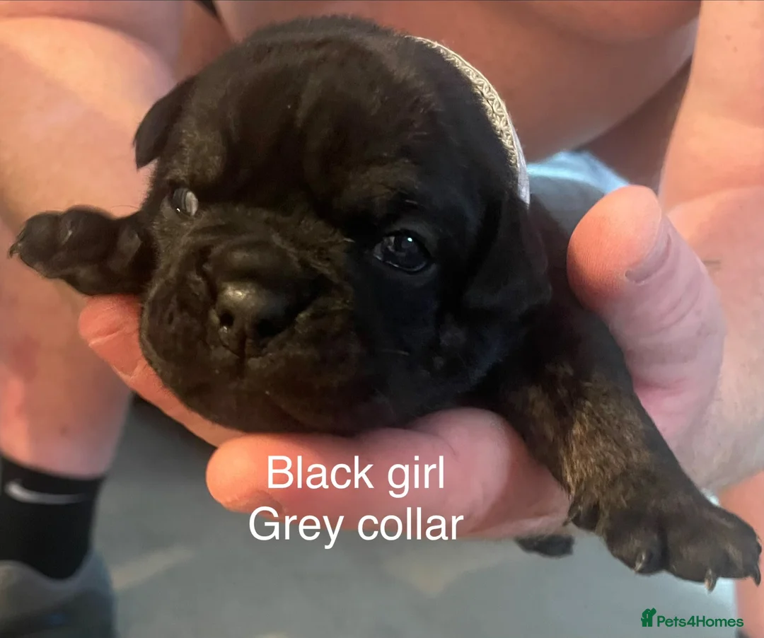 Olde English Bulldogge dogs for sale: Olde English bulldog pups  in Milton Keynes - Advert 2