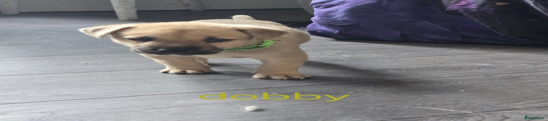Mixed Breed dobby Puppy 3