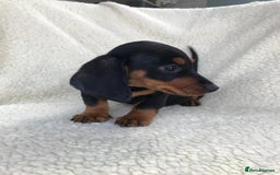 Dachshund dogs for sale: Dachshund puppies  - Image 15