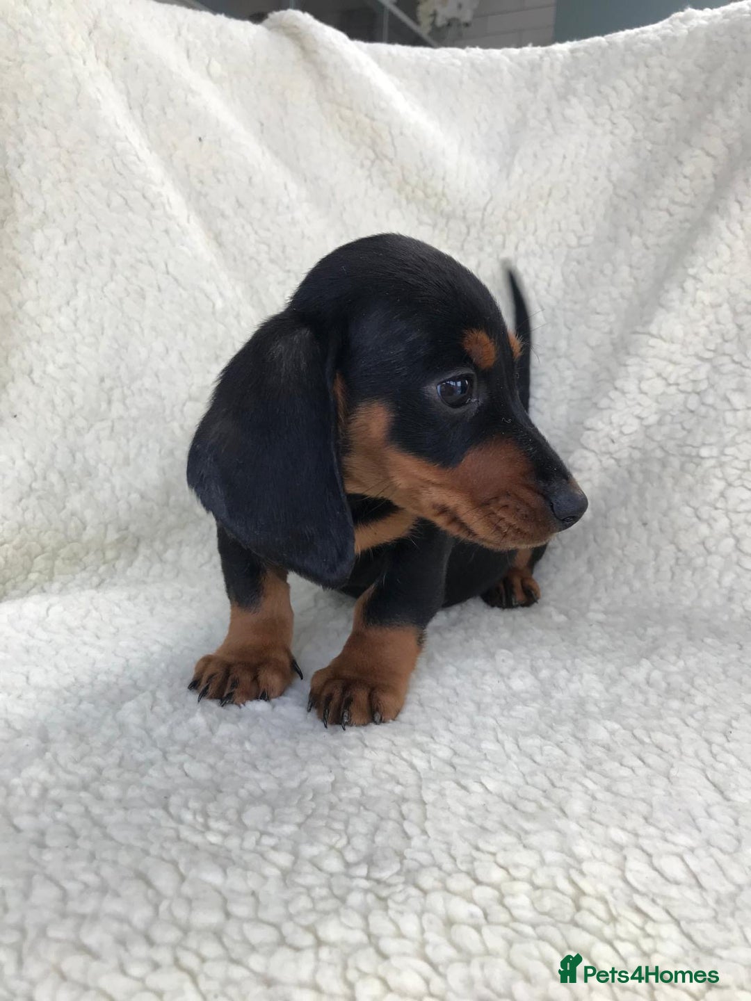 Dachshund dogs for sale: Dachshund puppies  - Image 15