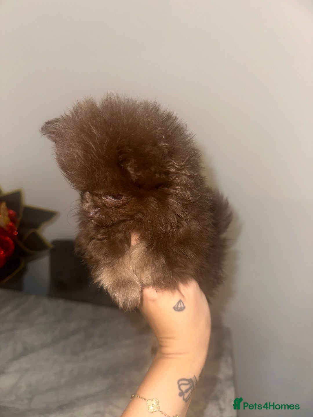 Pomeranian dogs for sale: 3 beautiful Pom - Image 8