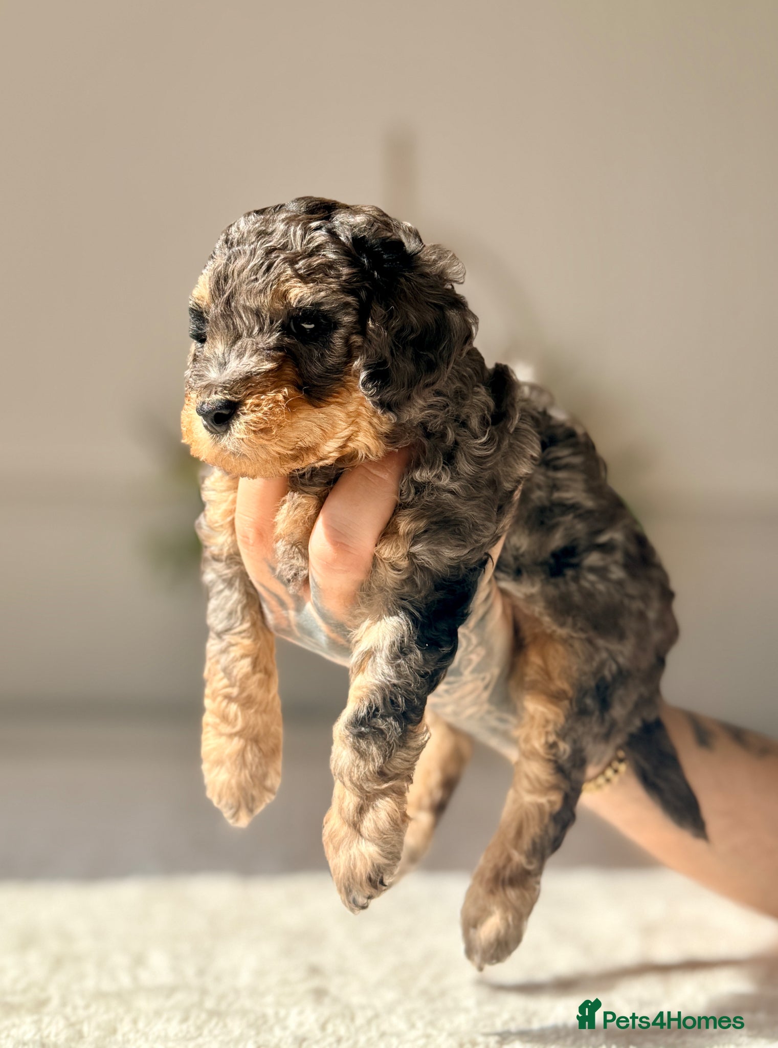 Cockapoo dogs ✨Exceptional DNA clear F1BB Cockapoo Puppies✨ - Advert 2