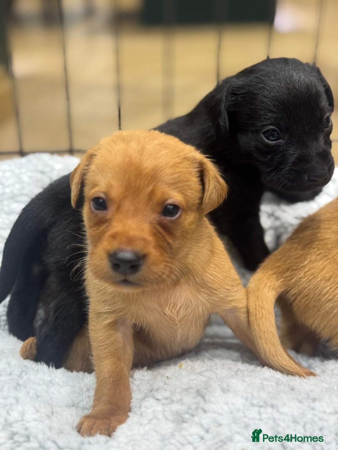 Labrador Retriever dogs for sale: Labrador Puppies  - Advert 26