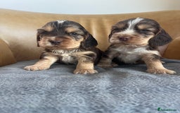 Cocker Spaniel dogs for sale: 🐾Gorgeous Cocker Spaniel Puppies 🐶🐾 - Image 21