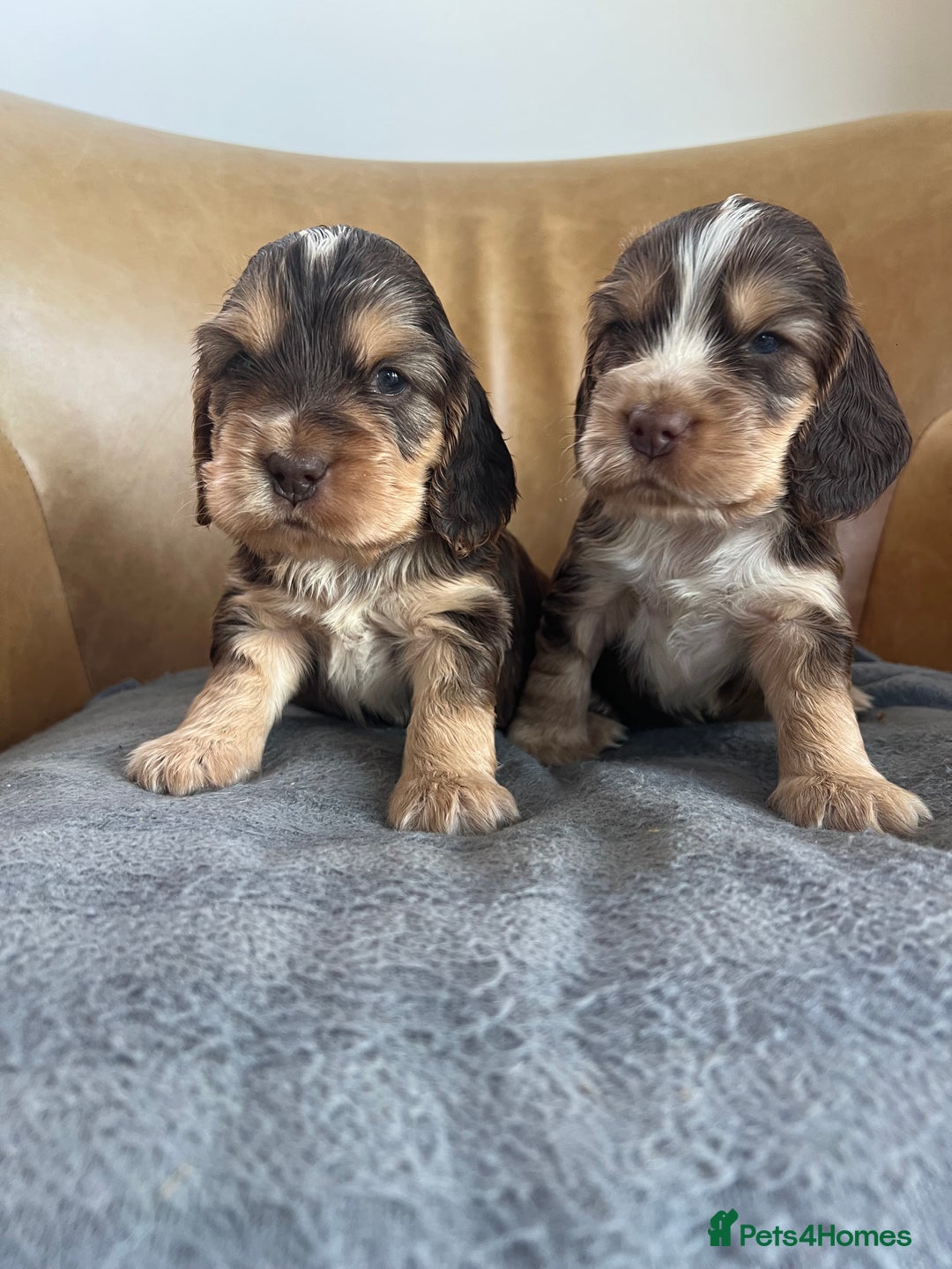 Cocker Spaniel dogs for sale: 🐾Gorgeous Cocker Spaniel Puppies 🐶🐾 - Image 21