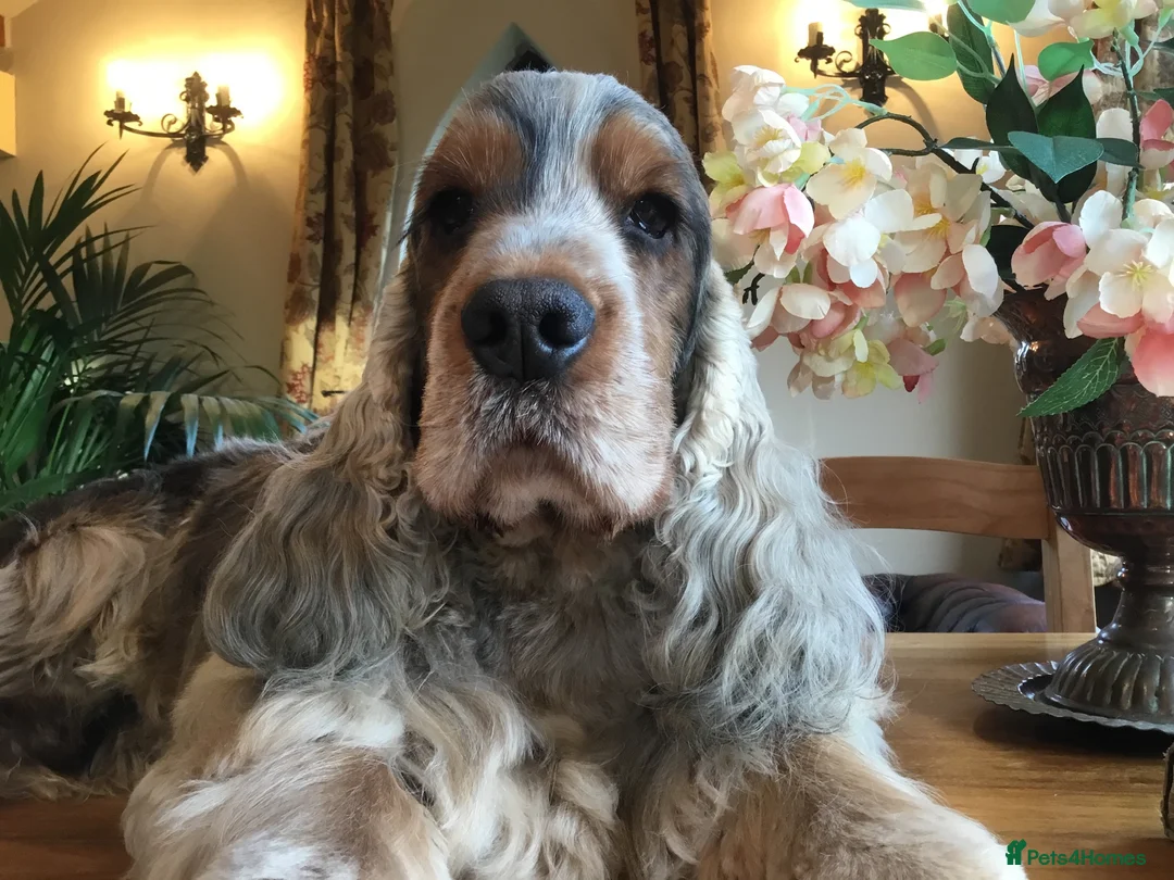 Cocker Spaniel dogs for stud: Stunning Sable, Show Cocker Stud,  Health Tested. in Market Drayton - Advert 18