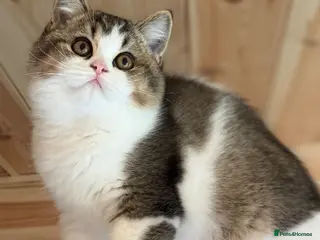 British Shorthair cats Last Tica reg Tabby kitten ( reduced ) ready now ! - Advert 14