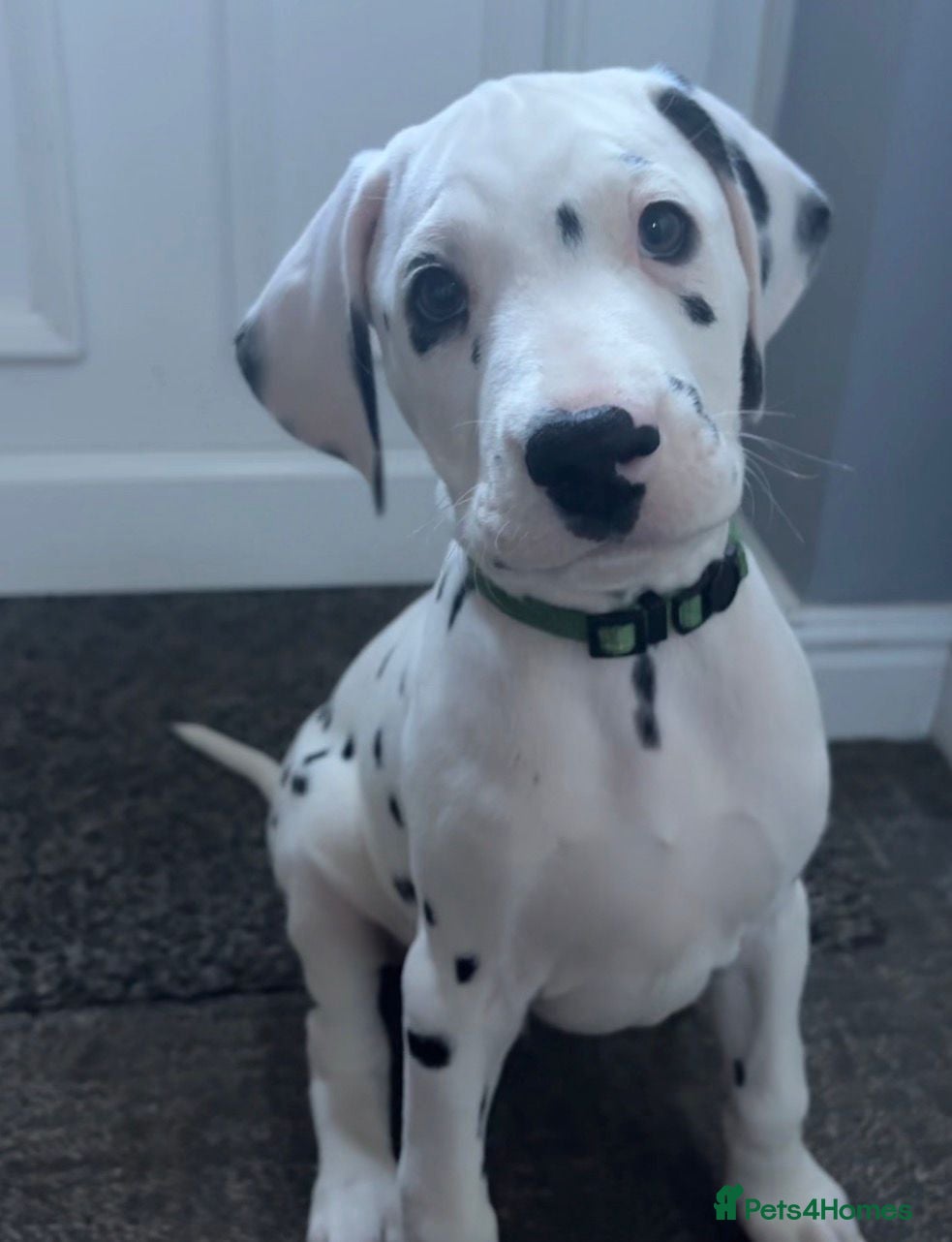 Dalmatian dogs Dalmatian puppies KC reg *1 x girl & 1 x boy left* - Advert 3