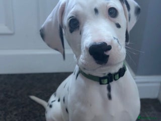 Dalmatian dogs Dalmatian puppies KC reg *1 x girl & 1 x boy left* - Advert 3