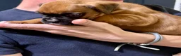 Boxer dogs for sale: Boxer puppys - Advert 3