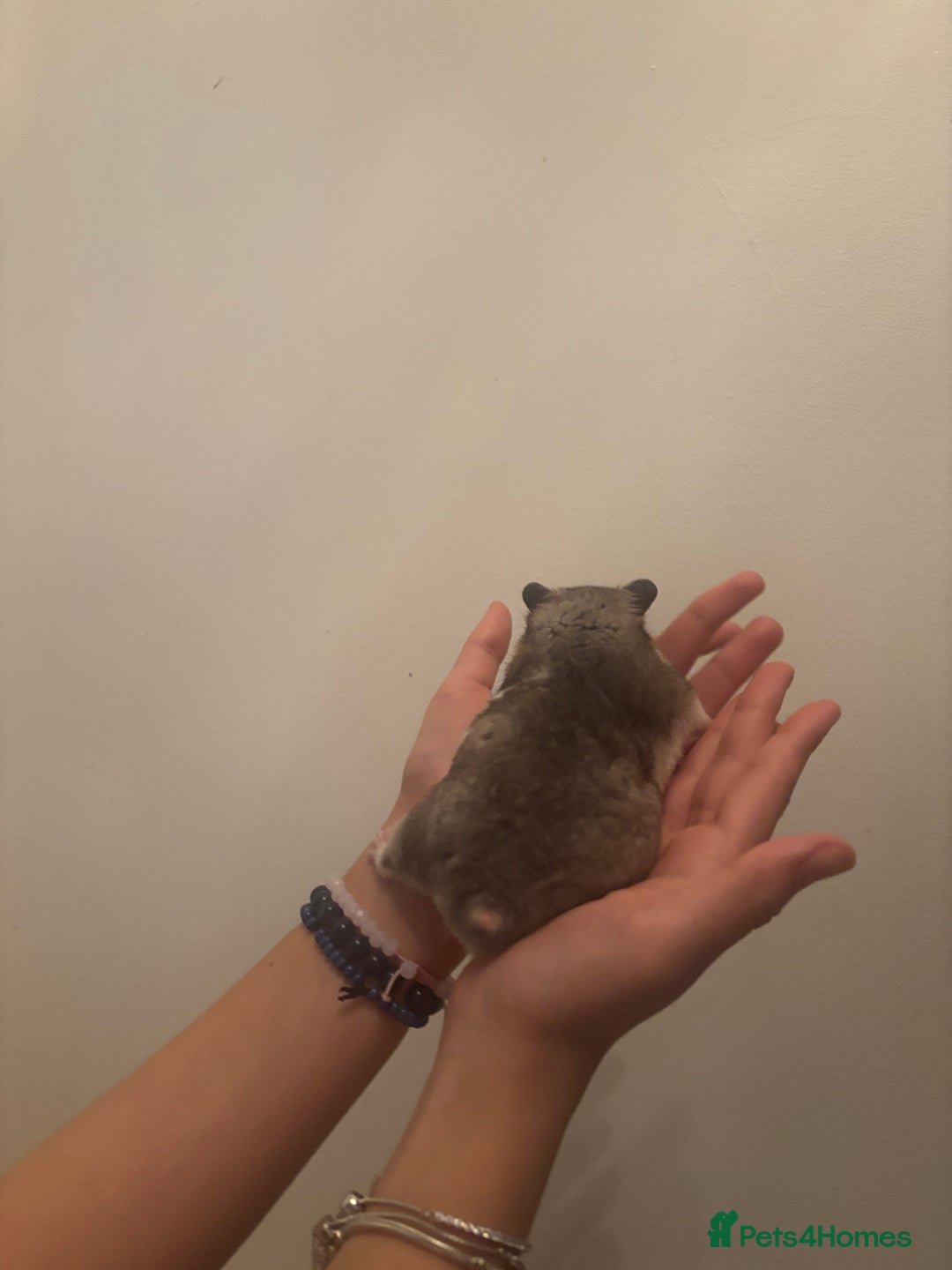 Hamster rodents for sale: hamster  - Advert 3