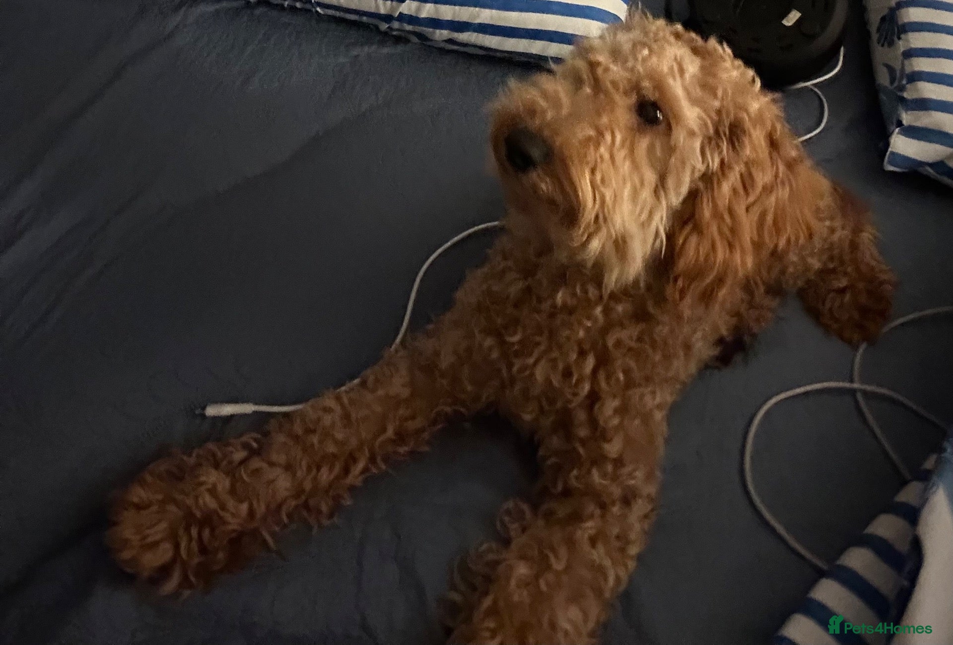 Goldendoodle dogs Bobby - Advert 1