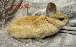 Netherland Dwarf rabbits for sale: Netherland Dwarf Baby Buck & Doe - Image 6