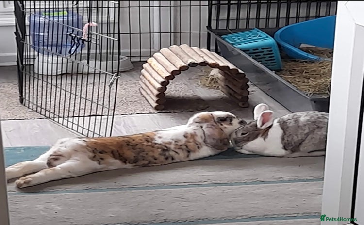 Dutch rabbits - Advert 3