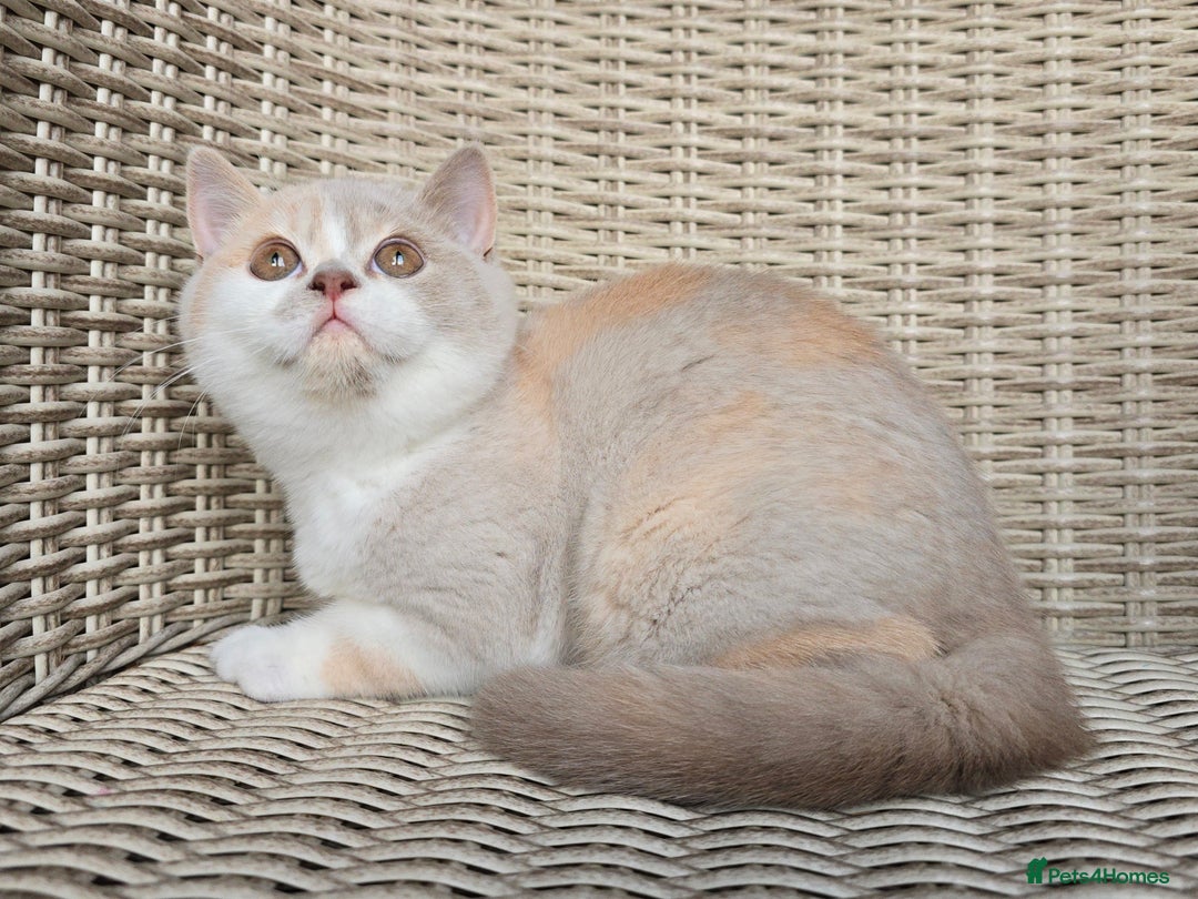 British Shorthair cats for sale: Stunning British Shorthair Kittens  - Advert 10