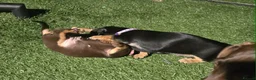 Miniature Dachshund dogs for sale: One Brown & Cream and One Black & Cream in Gosport - Advert 6