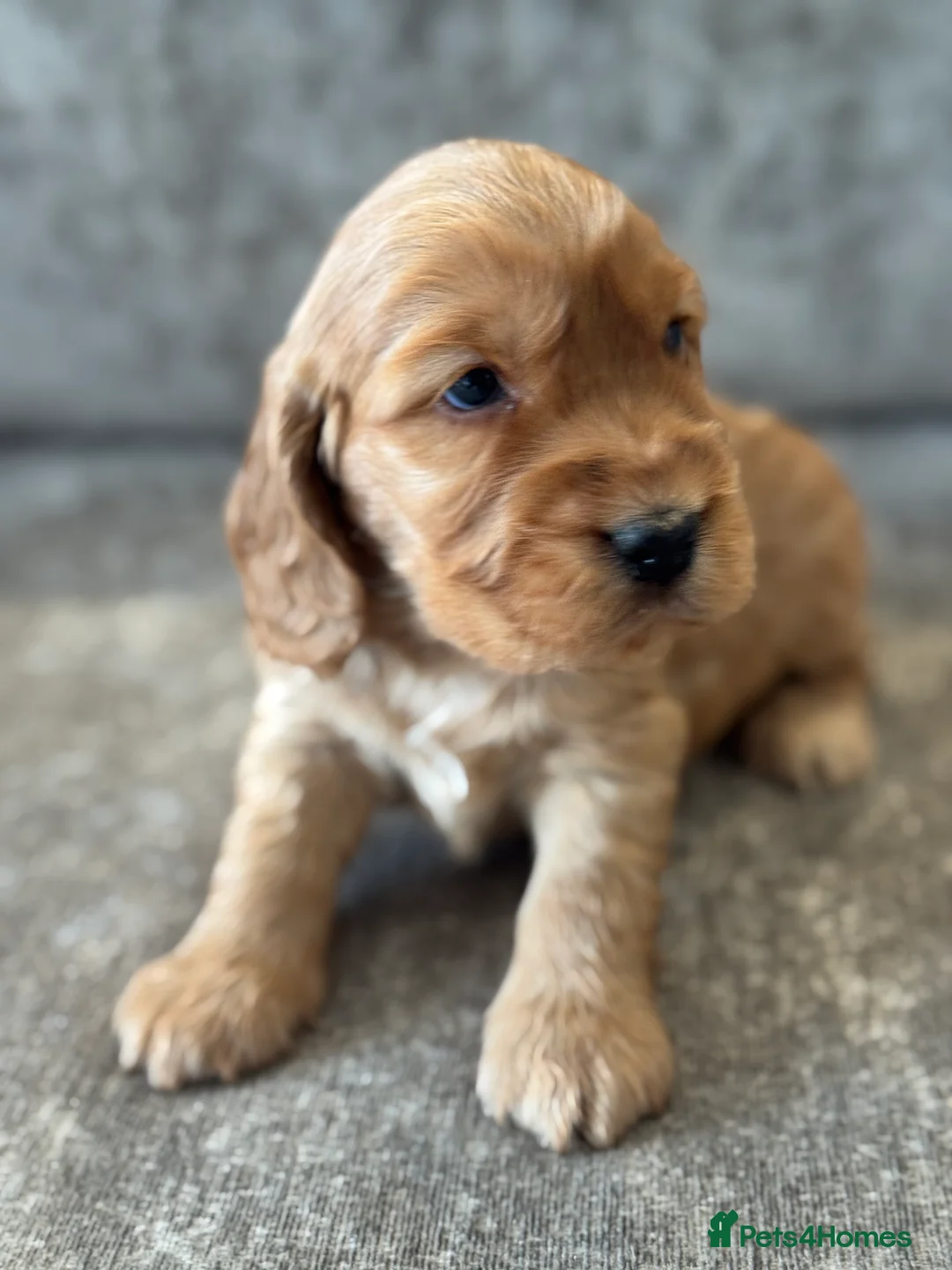 Cocker Spaniel dogs for sale: 100% SHOWTYPE KC REG FROM HEALTH TESTED PARENTS  - Advert 7