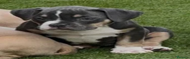 American Bully Puppy 3