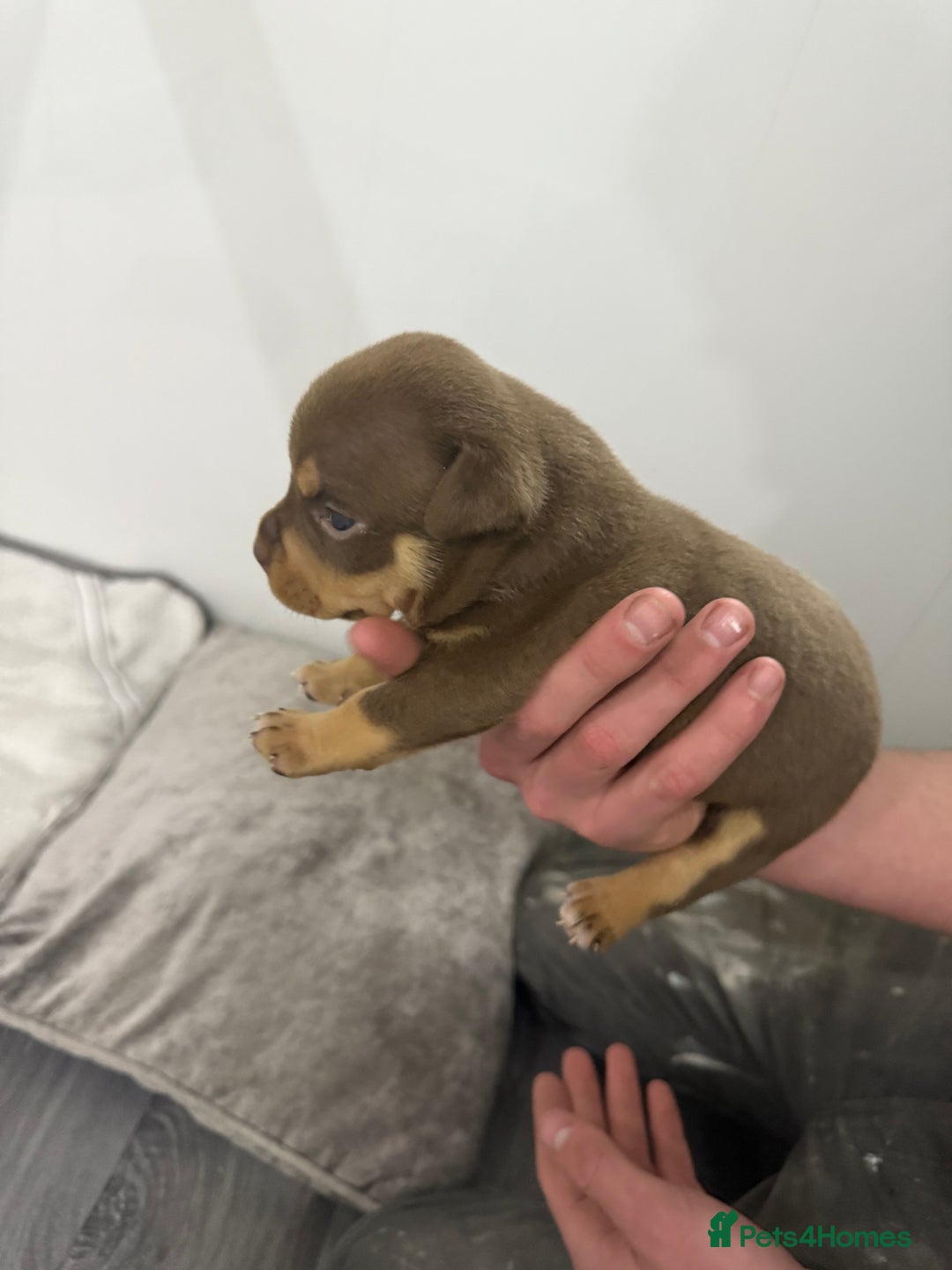 American Bully dogs for sale: Beautiful little pocket bullies for sale - Advert 23