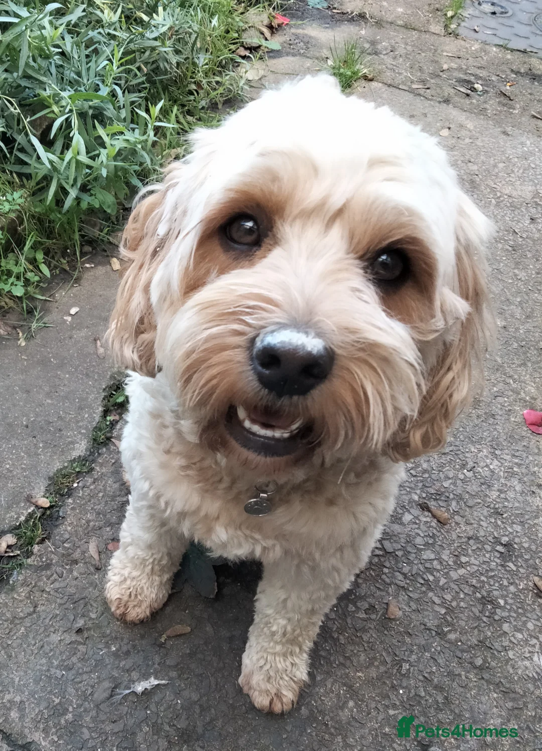 Cavapoo dogs for stud: STUD in exchange for one of the puppies - Advert 2