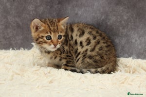 Bengal cats - Advert 2