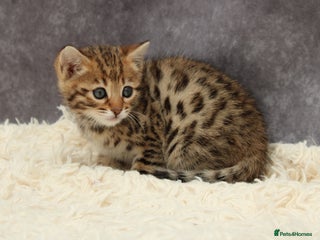 Bengal cats - Advert 2