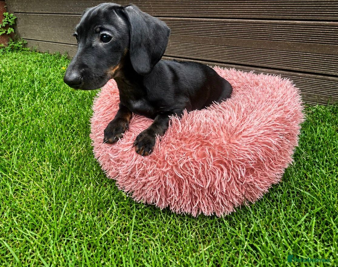 Miniature Dachshund dogs Pink carrier miniature dachshunds - Advert 14