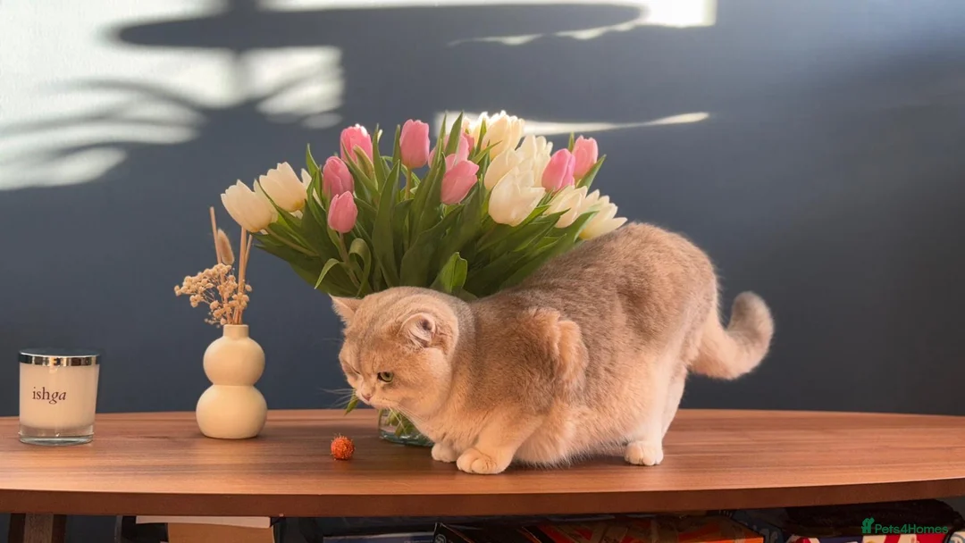 British Shorthair cats for stud: Leo looking for girls  in Edinburgh - Advert 4