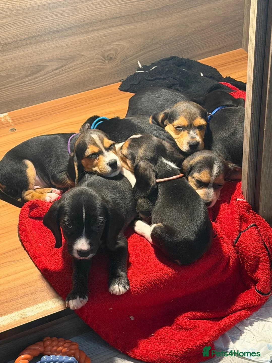 Mixed Breed dogs for sale: Bockalier puppy looking for forever home  - Advert 1