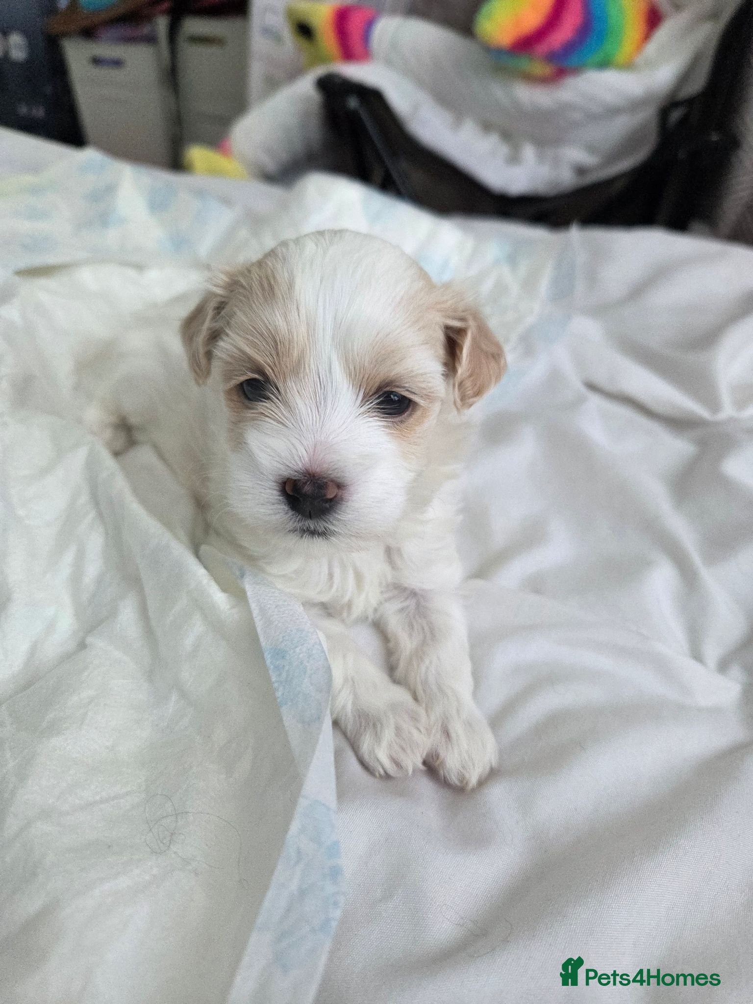 Maltese dogs 4 beautiful Maltese pups for sale. - Advert 7