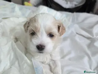 Maltese dogs 4 beautiful Maltese pups for sale. - Advert 7