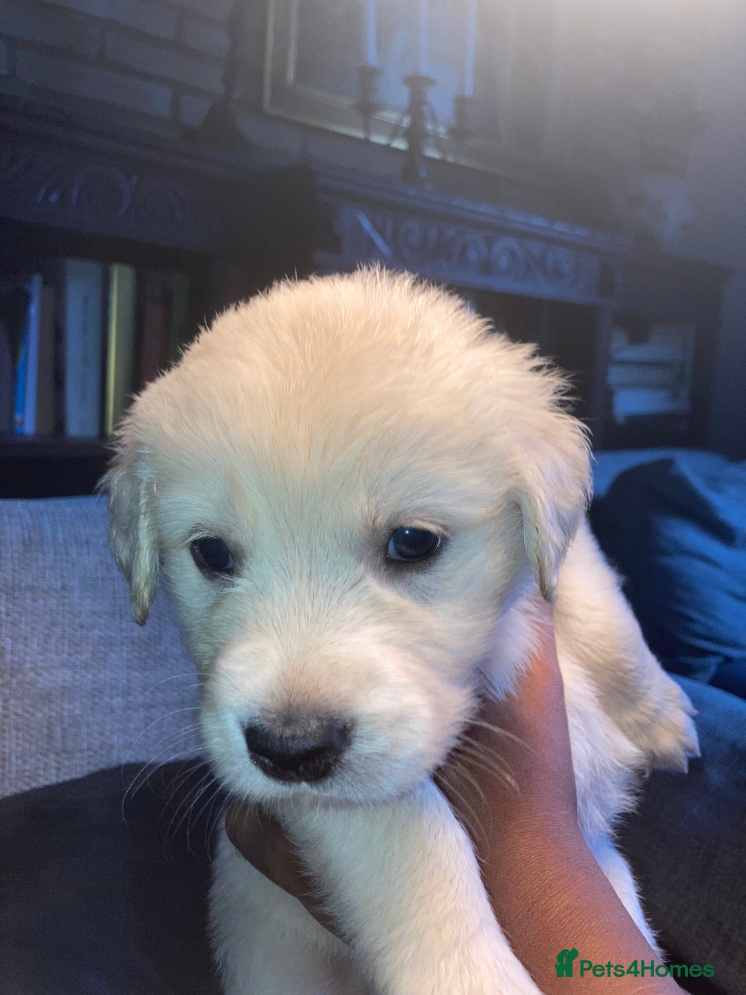 Mixed Breed dogs for sale: Golden retriever cross welsh collie  - Image 11