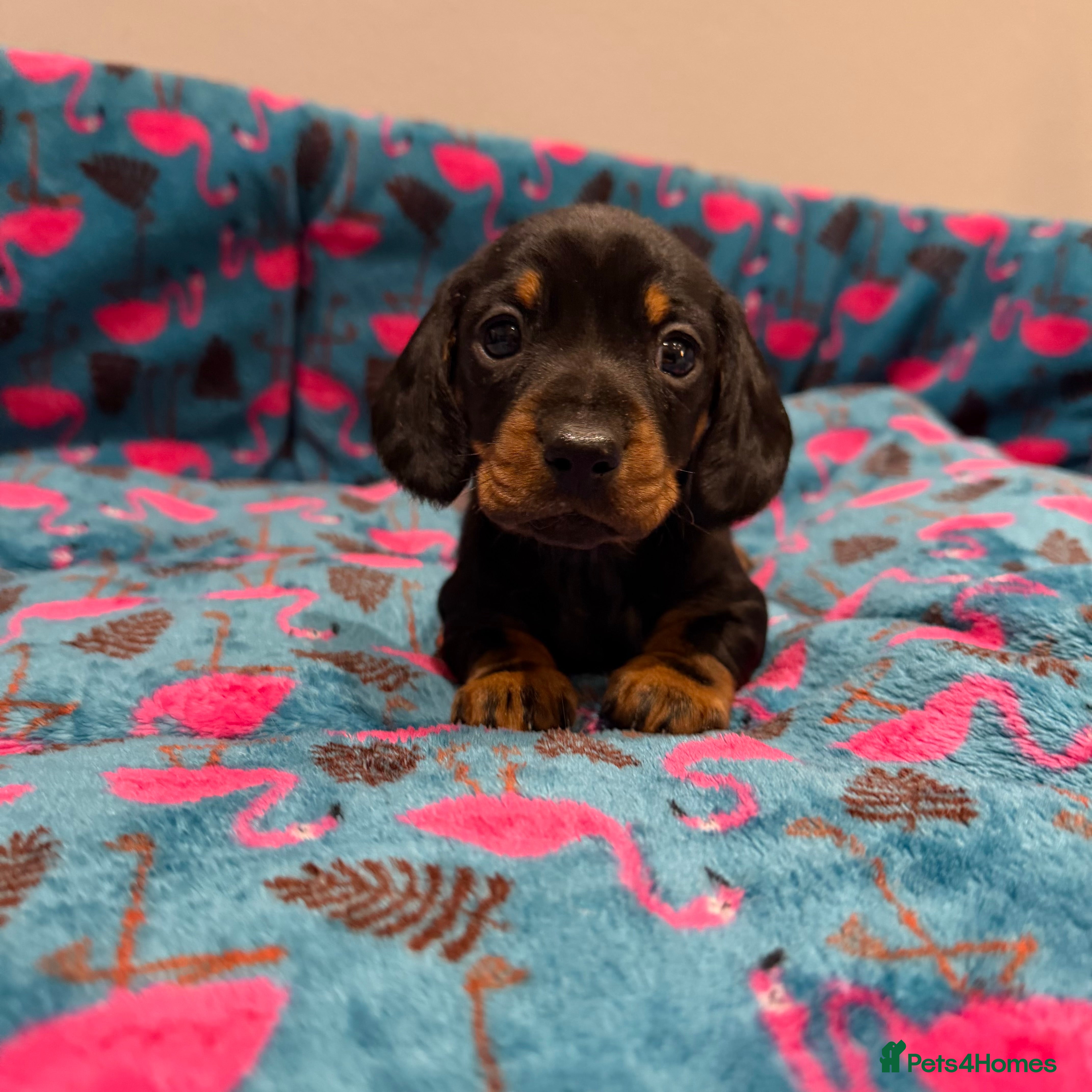Miniature Dachshund dogs Stunning puppies,kc reg and pra clear - Advert 4