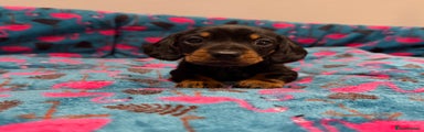 Miniature Dachshund Puppy 2