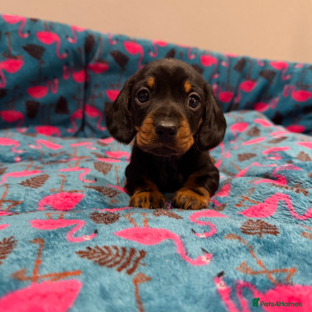 Miniature Dachshund dogs for sale: Stunning puppies,kc reg and pra clear - Advert 1