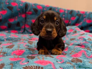 Miniature Dachshund dogs Stunning puppies,kc reg and pra clear - Advert 4