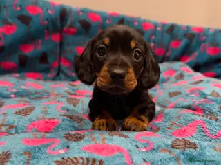 Miniature Dachshund dogs Stunning puppies,kc reg and pra clear - Advert 3