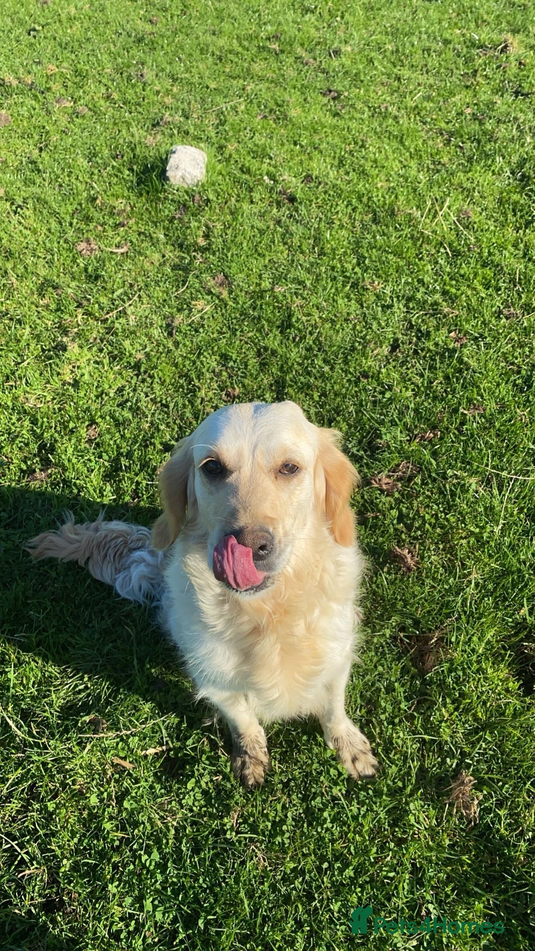 Golden Retriever dogs for sale: Golden retriever  - Image 4