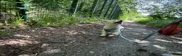 Mixed Breed dogs for sale: Chico in Pershore - Advert 4