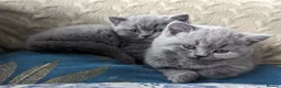British Shorthair cats for sale: Boy BSH - both parents' pedigrees  - Advert 11