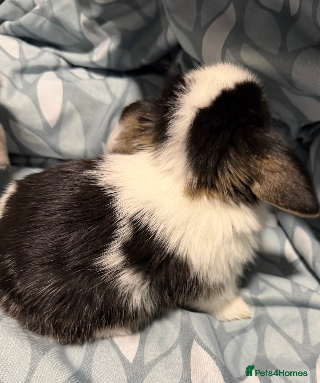 Mini Lop rabbits for sale: 5 Beautiful Baby Mini Lop Rabbits  - Advert 17