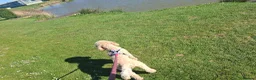 Cockapoo dogs for sale: 2 year old female cockerpoo needing loving home  - Advert 2