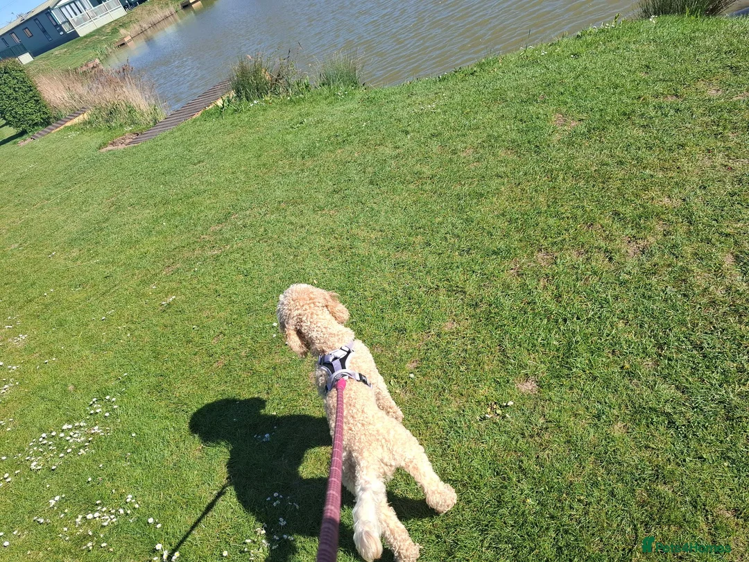 Cockapoo dogs for sale: 2 year old female cockerpoo needing loving home  - Advert 2