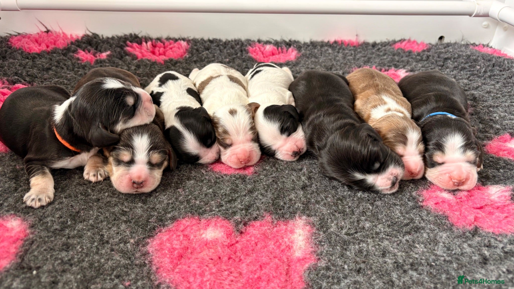 Cocker Spaniel dogs KC Reg; DNA Tested; 1.5% COI; Home-Reared Spaniels - Advert 2