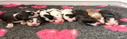 Cocker Spaniel dogs for sale: ✅RKC Reg✅DNA Tested✅Low COI✅Home Reared✅A* Reviews in Fareham - Advert 29