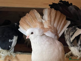 Pigeons birds - Advert 28