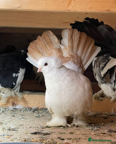 Pigeons birds - Advert 3