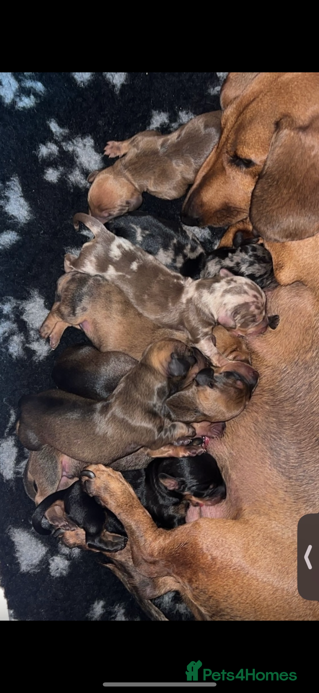 Miniature Dachshund dogs for sale: Beautiful dachshund puppy’s  - Image 20