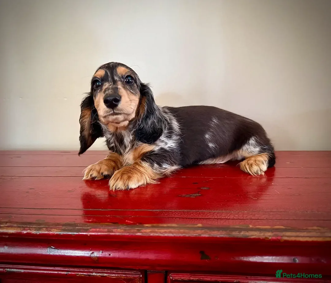 Miniature Dachshund dogs for sale: Miniature Dachshund puppies! - Image 15
